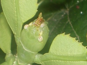 PSG 278 Phyllium sp